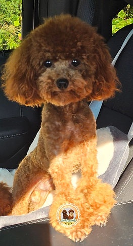 Toy Poodle puppies for sale near me