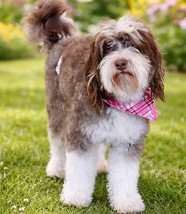 Mini Bernedoodle Stud
