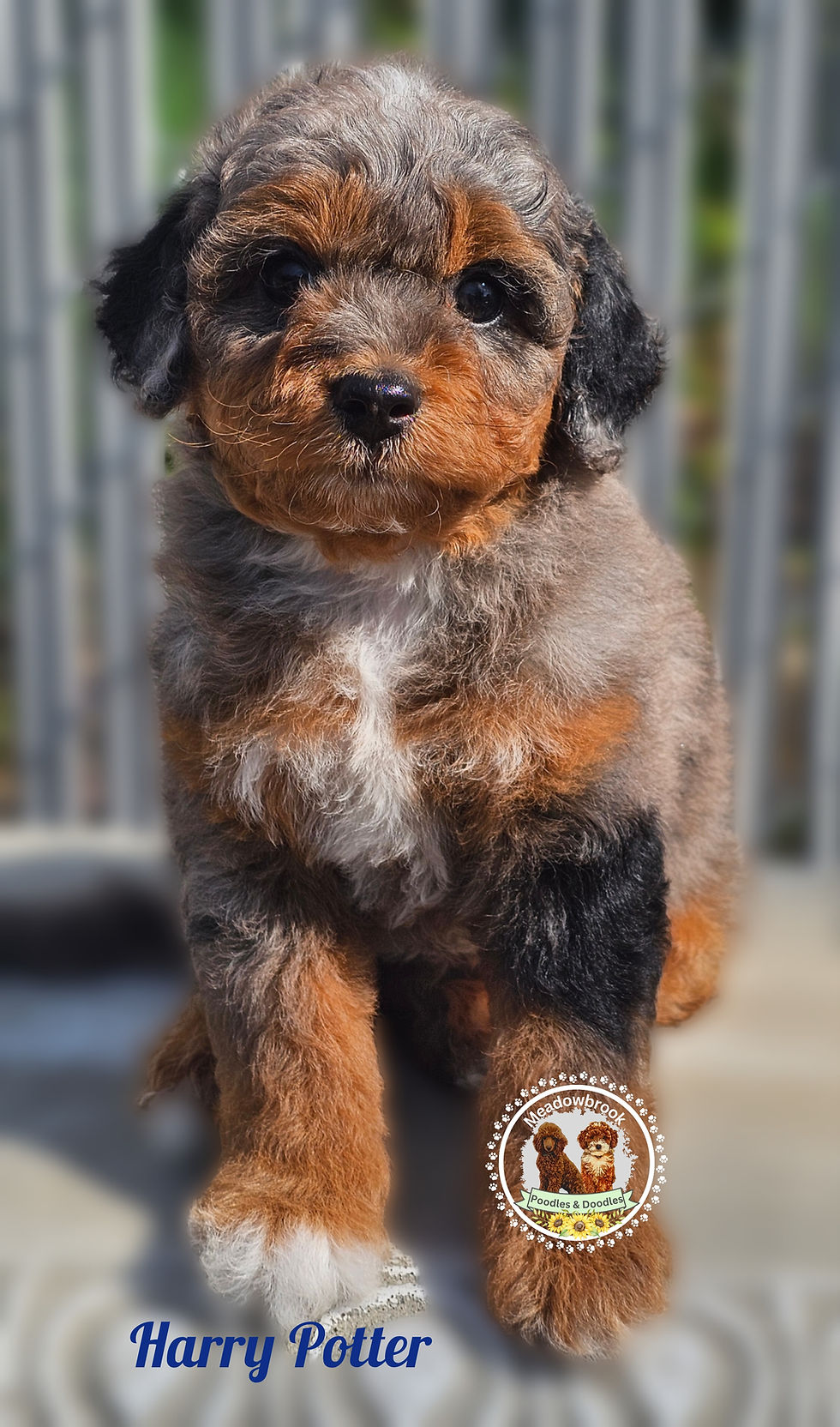 Aussie Mountain Doodle Puppies for sale