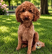 akc mini poodles for sale