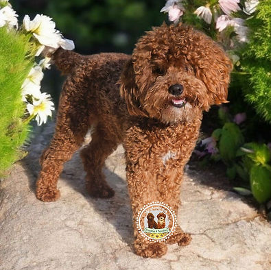toy poodle puppies for sale near me