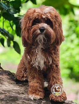 Toy cavapoo puppies for sale