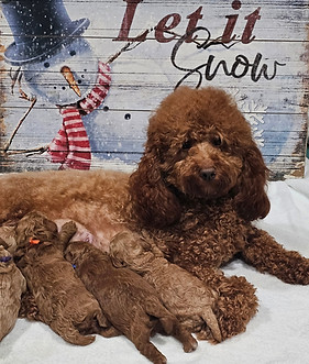 health tested mini poodles for sale