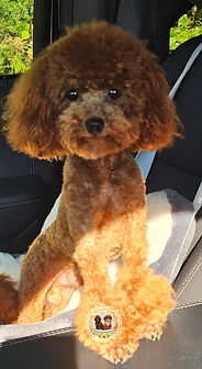 Akc toy poodle puppies for sale near me