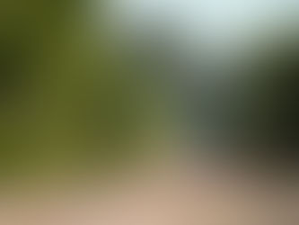 The Keoladeo Jackals