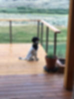 Penny sitting at attention