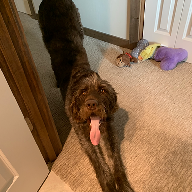 Cooper the GWP Mix-PENDING ADOPTION
