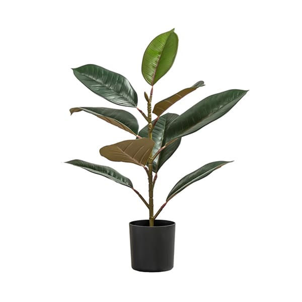 Thumbnail: sm rubber tree
