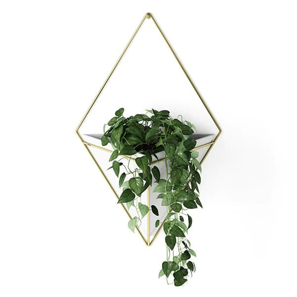 Miniature : Ensemble de supports à plantes muraux Trigg
