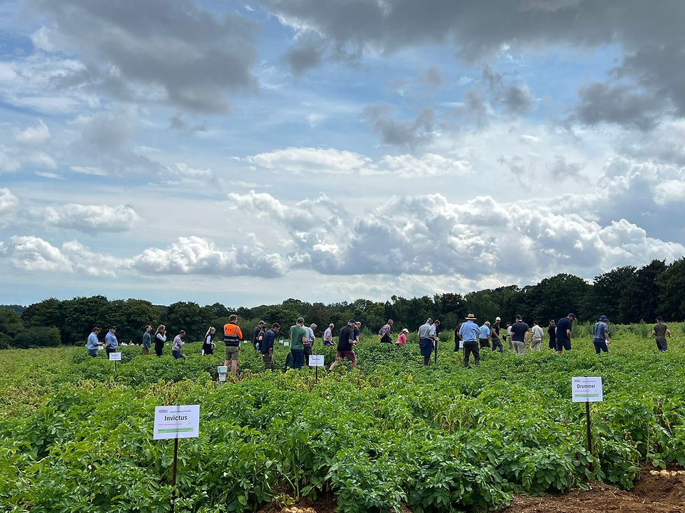 Potato growers, advisors, and industry partners get the latest PCN insights at The Potato Partnership demo day