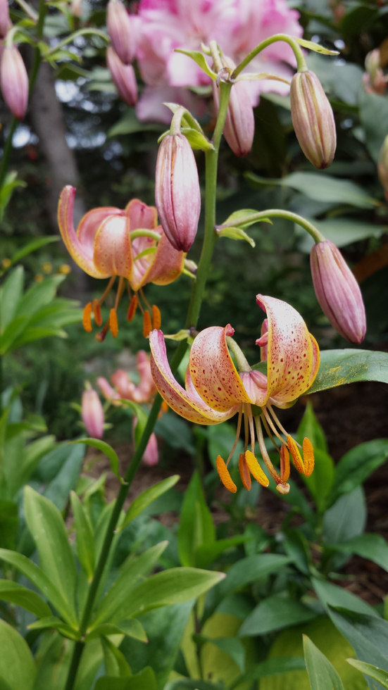 Martagon Lily