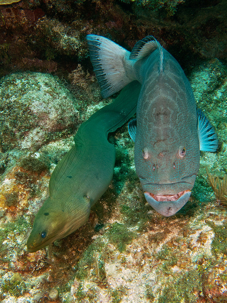 The Secret Reef Alliance: When Grouper and Moray Eel Hunt in Tandem