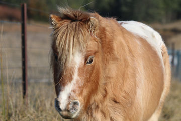 Miniature Gelding