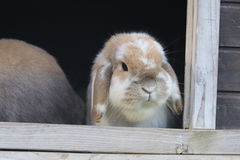 Mini Lop Rabbit