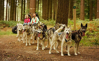 e40607b29ba3af41b129cfa6cc51d76f_sled_dog_r.jpg