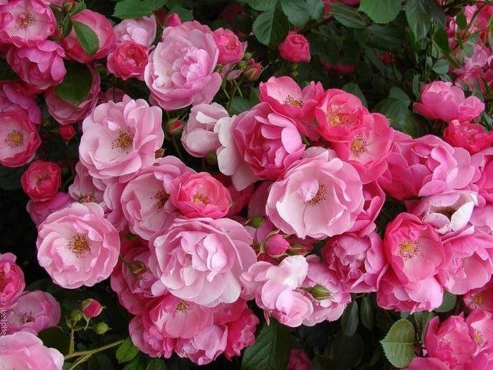 10352088_545112898931773_5181081503902696789_n