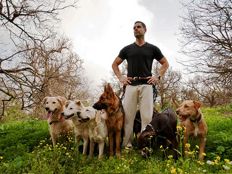 Why your pet needs to be trained?