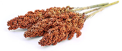 iStock-469159380 copy_edited.jpg