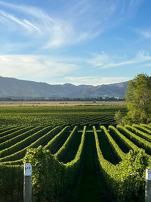 Air Strip Vineyard