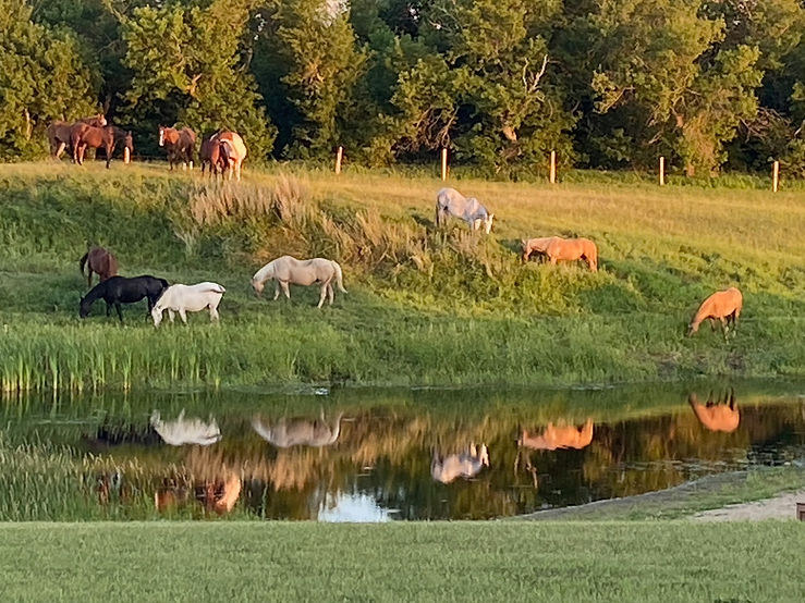 2025 horse reflections.jpg