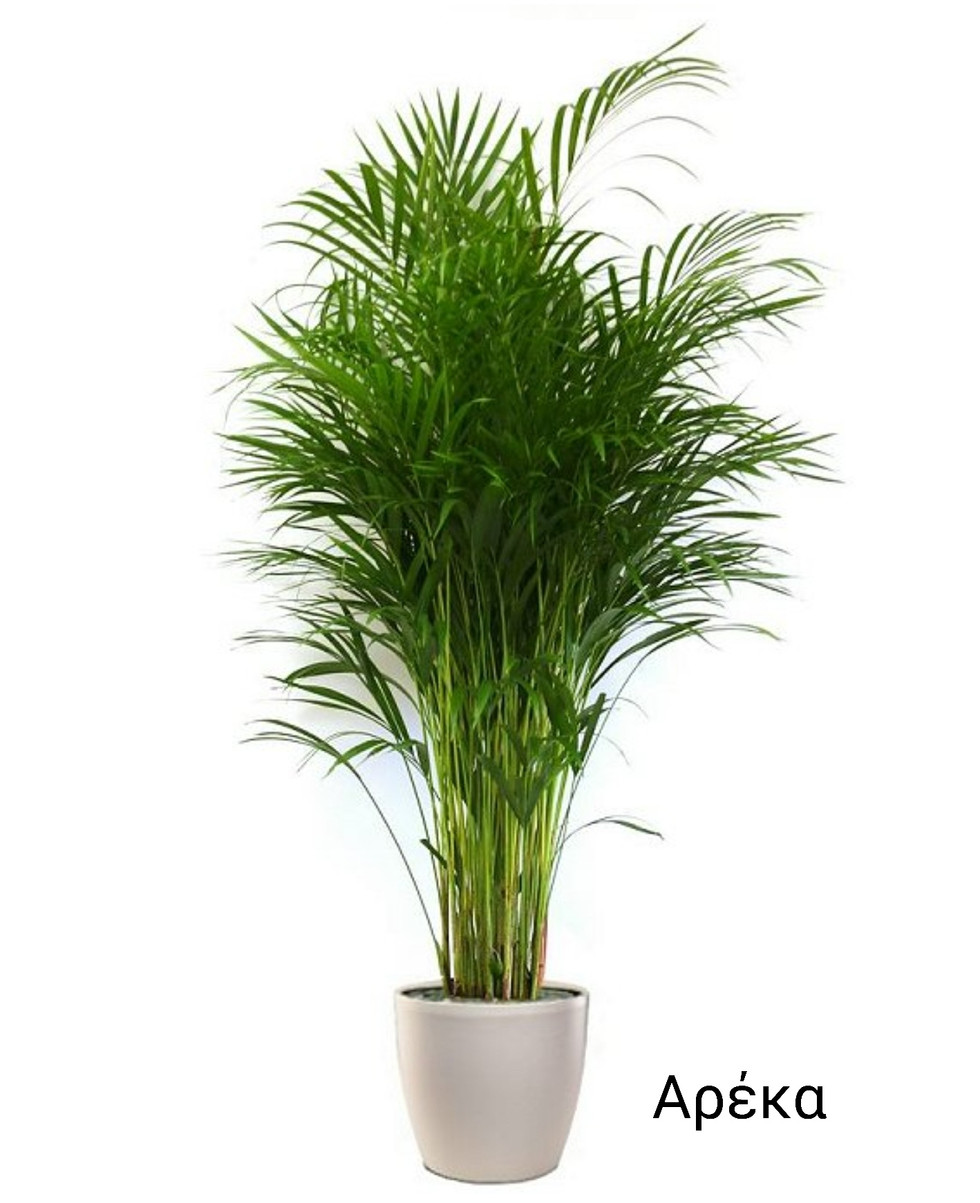 Tropical Areca Plant – Green Décor for Indoor Spaces