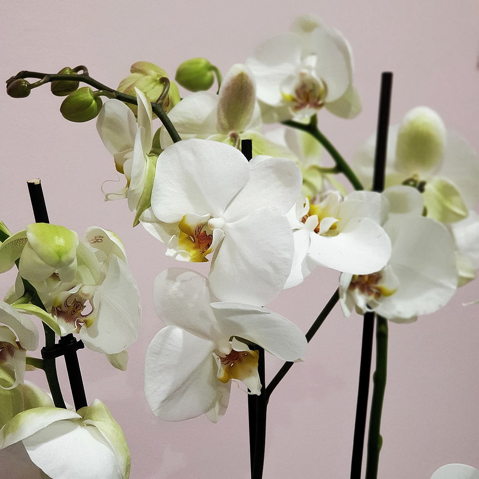 Thumbnail: orchidee