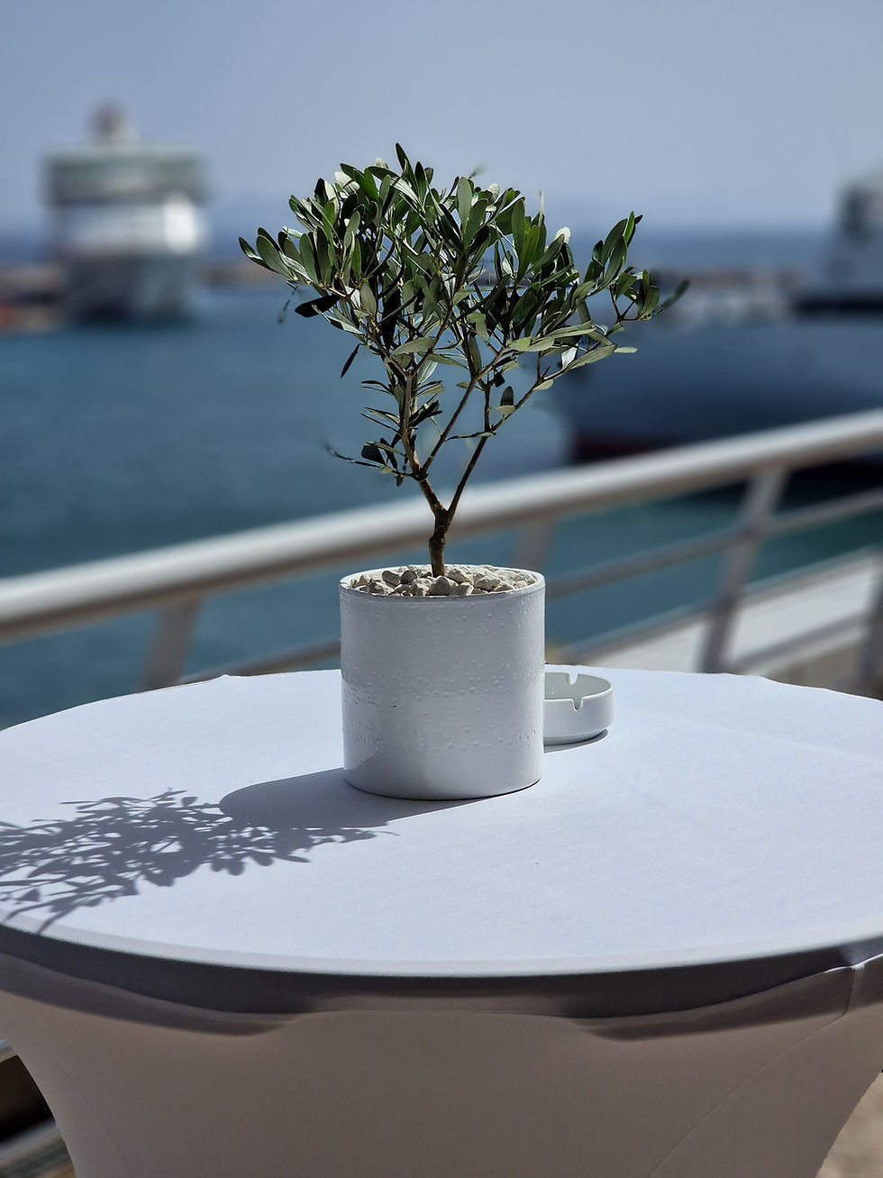 Olive tree for corporate event styling