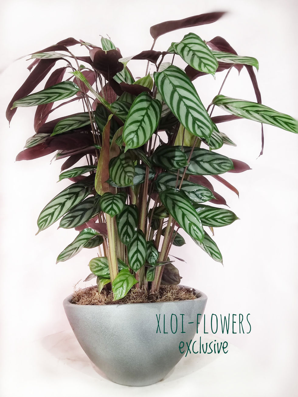 Ctenanthe Oppenheimiana with two-tone leaves in a modern space