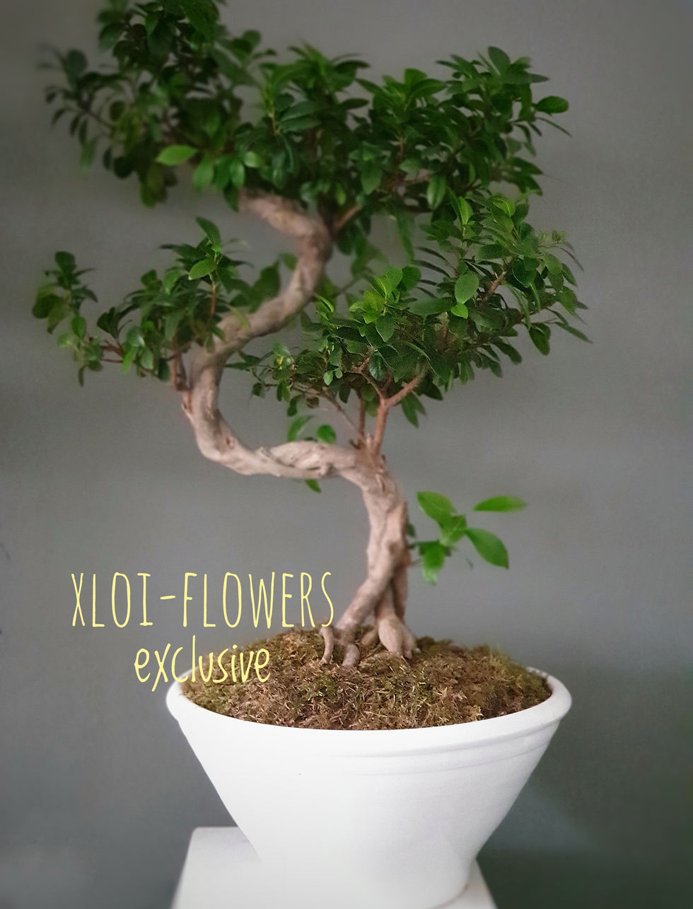 Φυτό bonsai σε μοντέρνο εσωτερικό χώρο