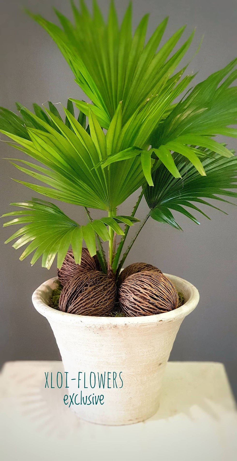 Xloi-flowers  plant's 