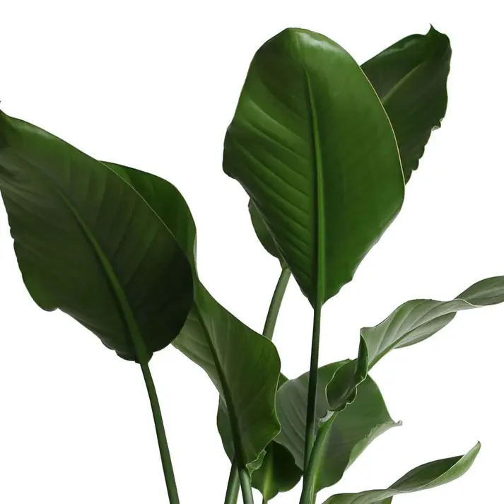 strelitzia-nicolai