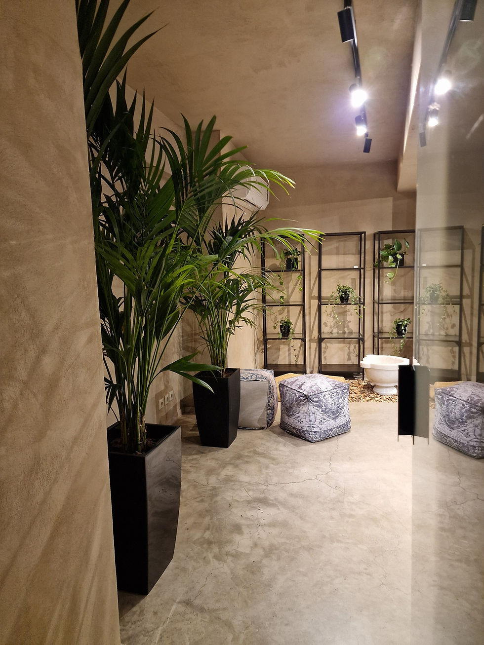 Kentia palms at Polis Hammam event space