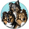 collies cavaliers