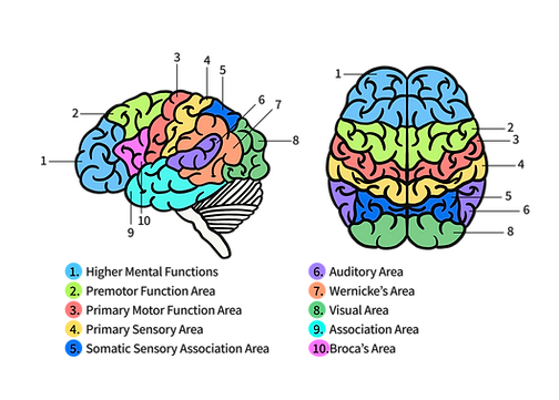 parts of the adolescent brain coloured diagram