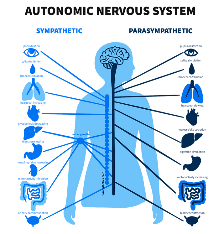bodily parts of the autonomic nervous system