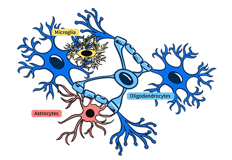 labelled diagram of neurons, microglia, astrocytes, and olingodendrocytes