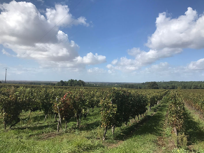 vignes.jpg