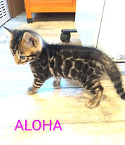 Aloha1.jpg