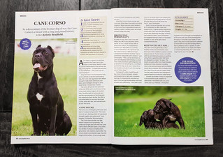 Dog Life Magazine Feature