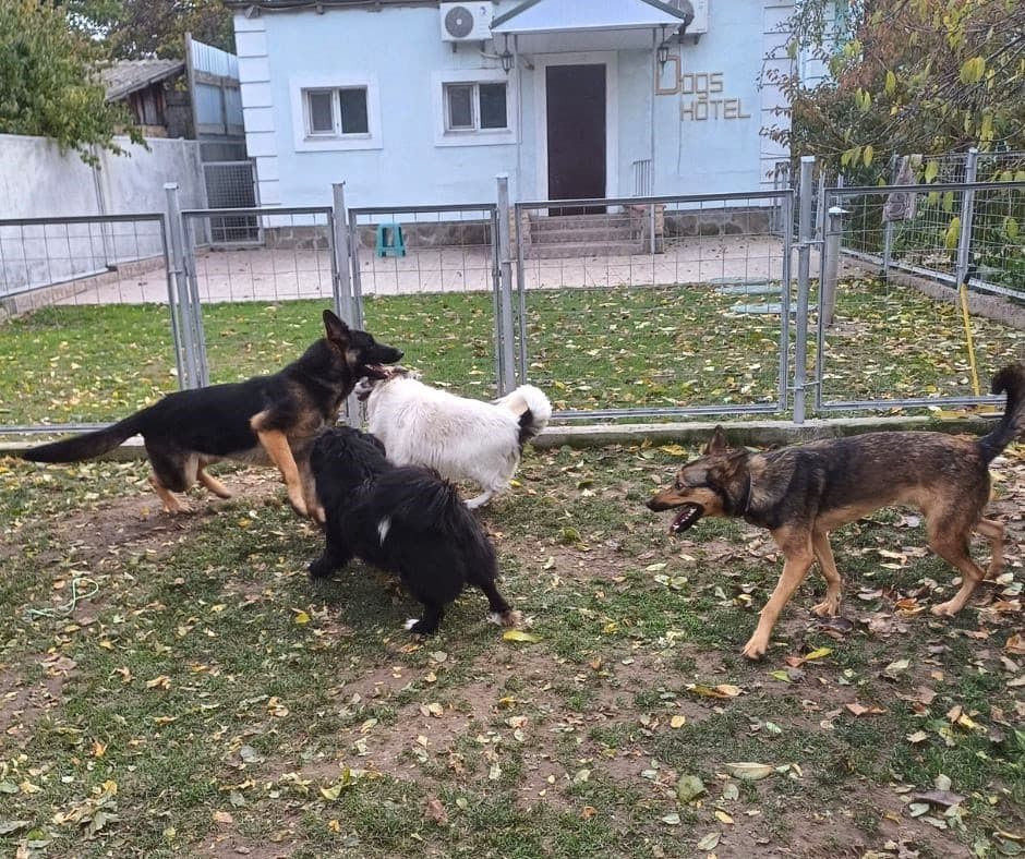 Вів