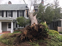 tree on home.jpg