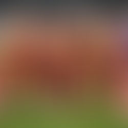 Galatasaray'dan transfer atağı