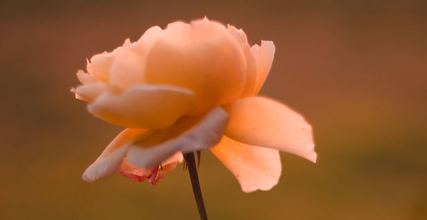Rose Flower_edited.jpg