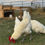 Thumbnail: American Bresse Hatching Eggs
