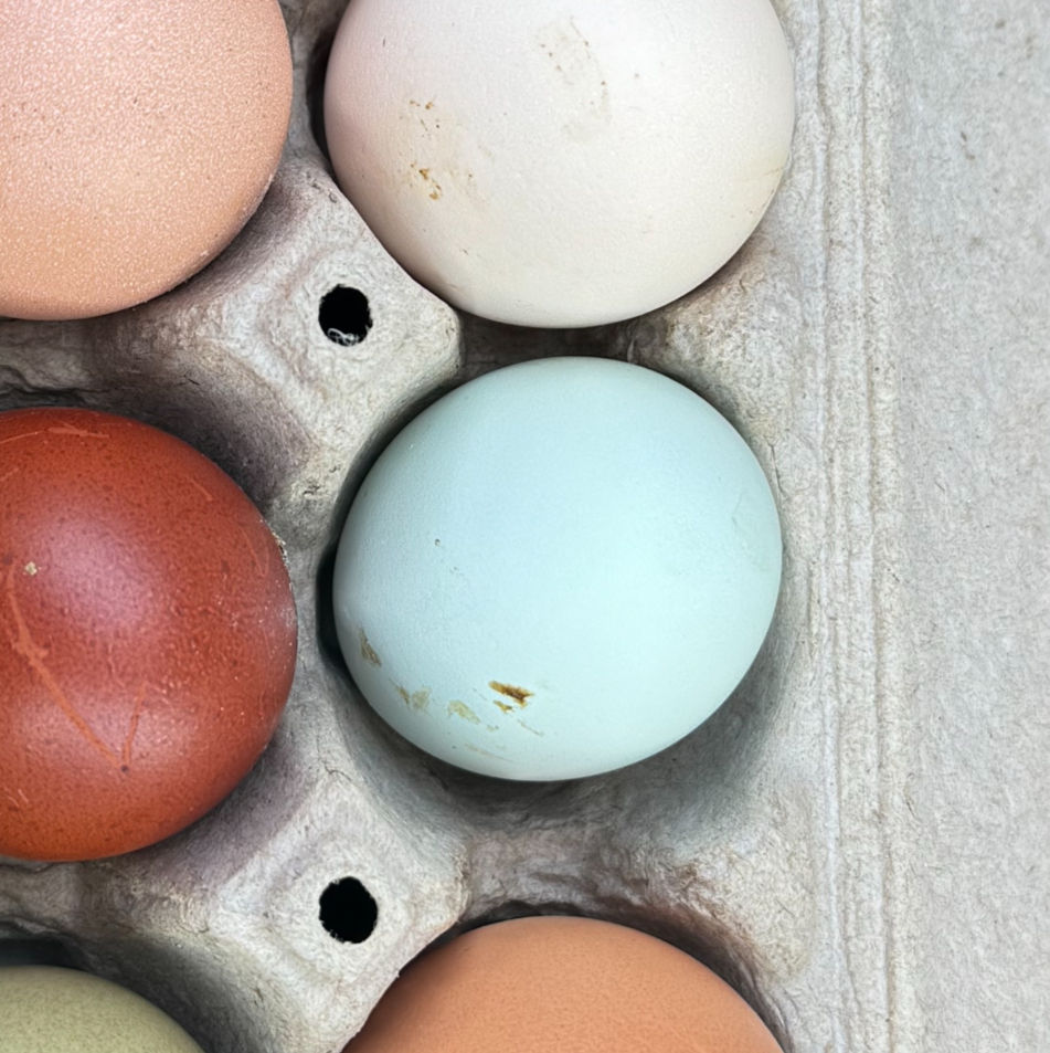 Thumbnail: Ameracauna-Hatching Eggs