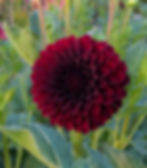 Thumbnail: Mystery Dahlia Tubers starting at