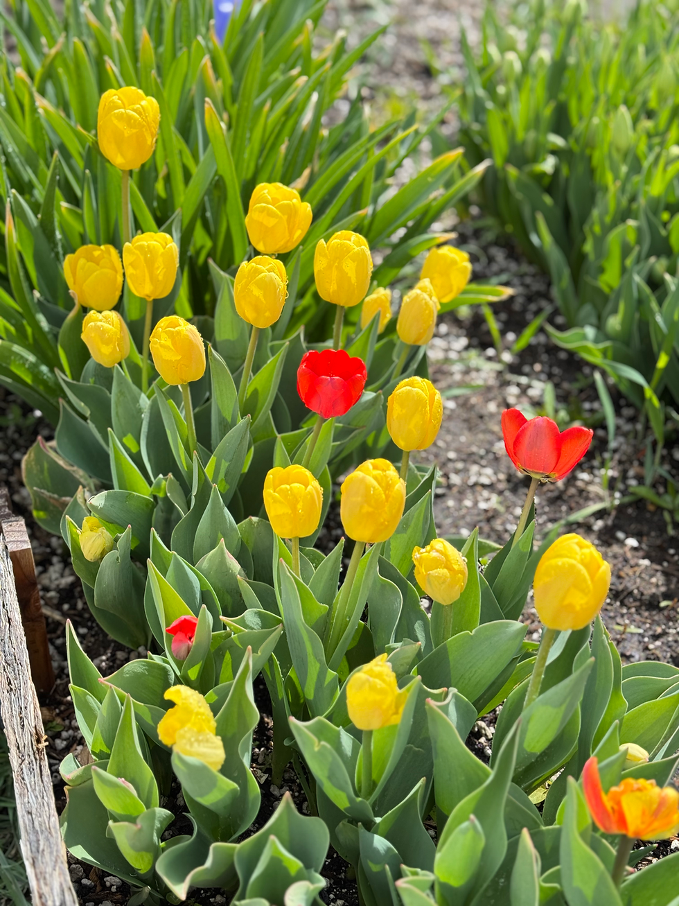 Thumbnail: TULIP CSA -spring 2026