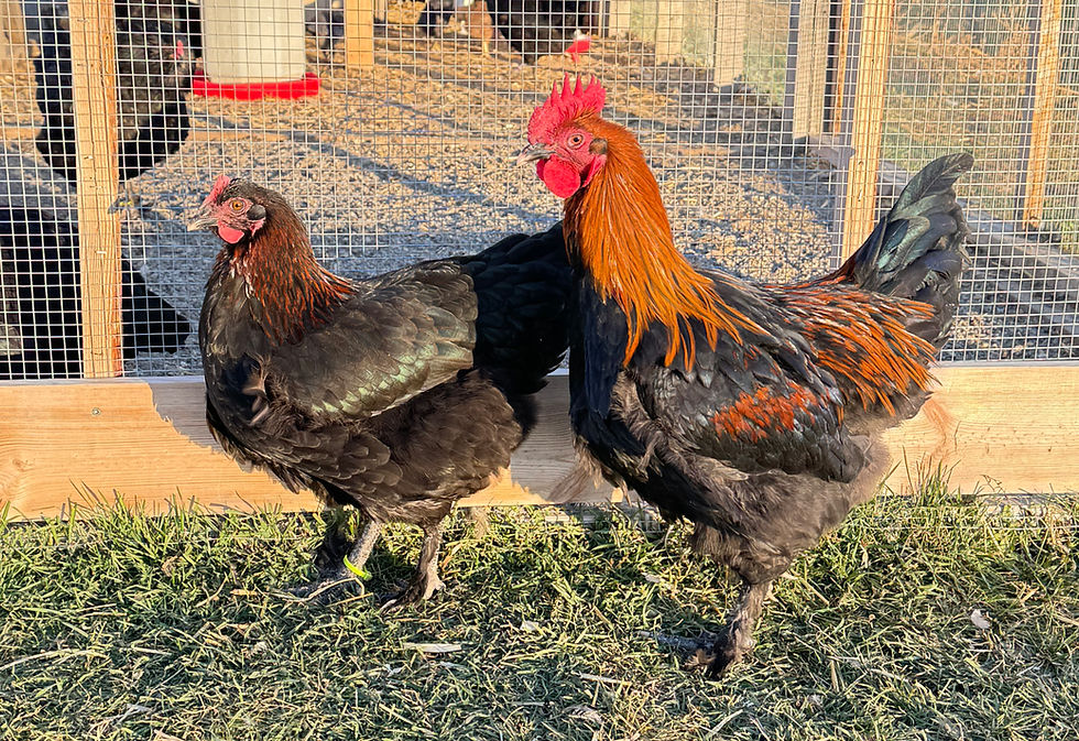 Thumbnail: Black Copper Marans- Hatching Eggs