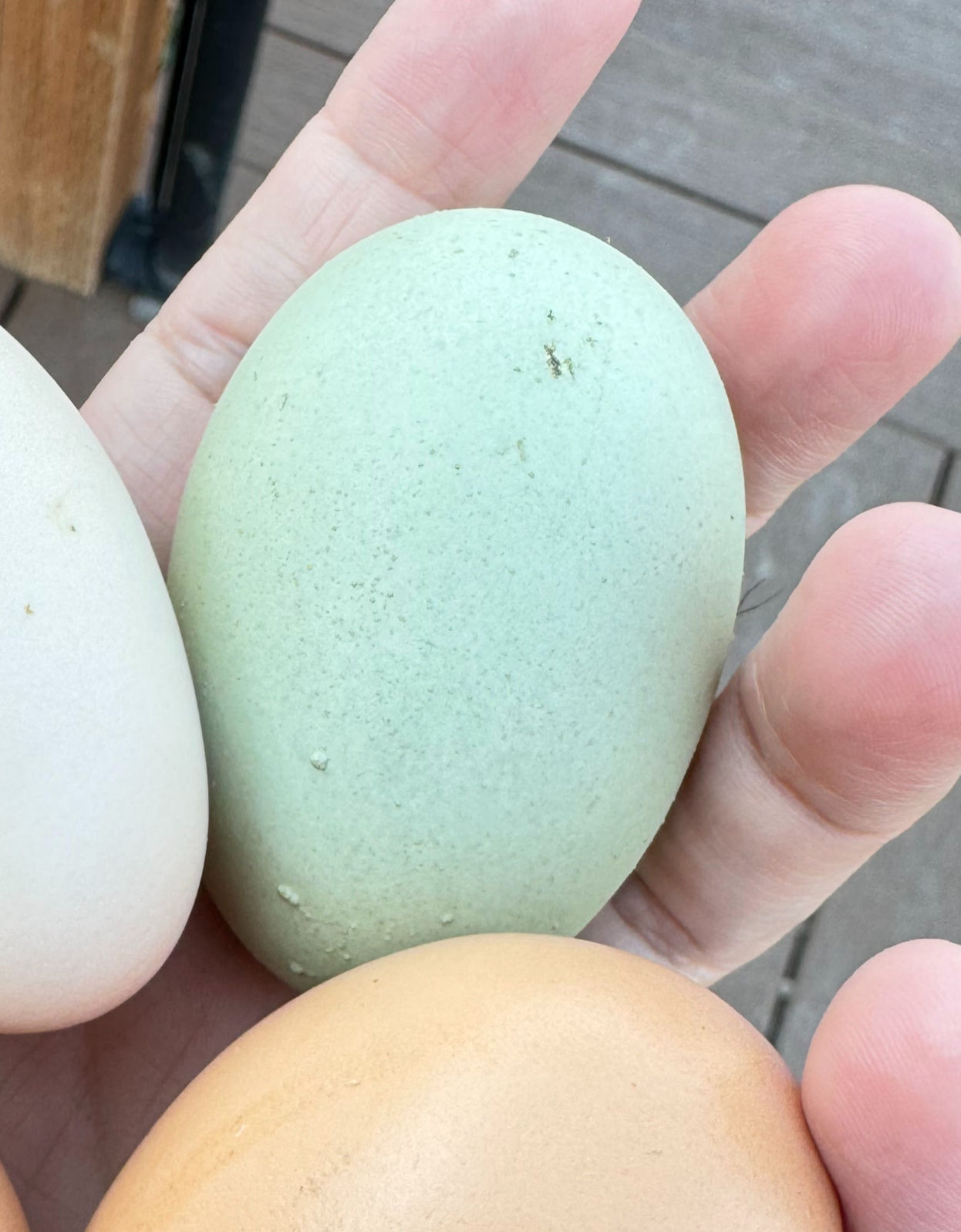 Ameracauna-Hatching Eggs