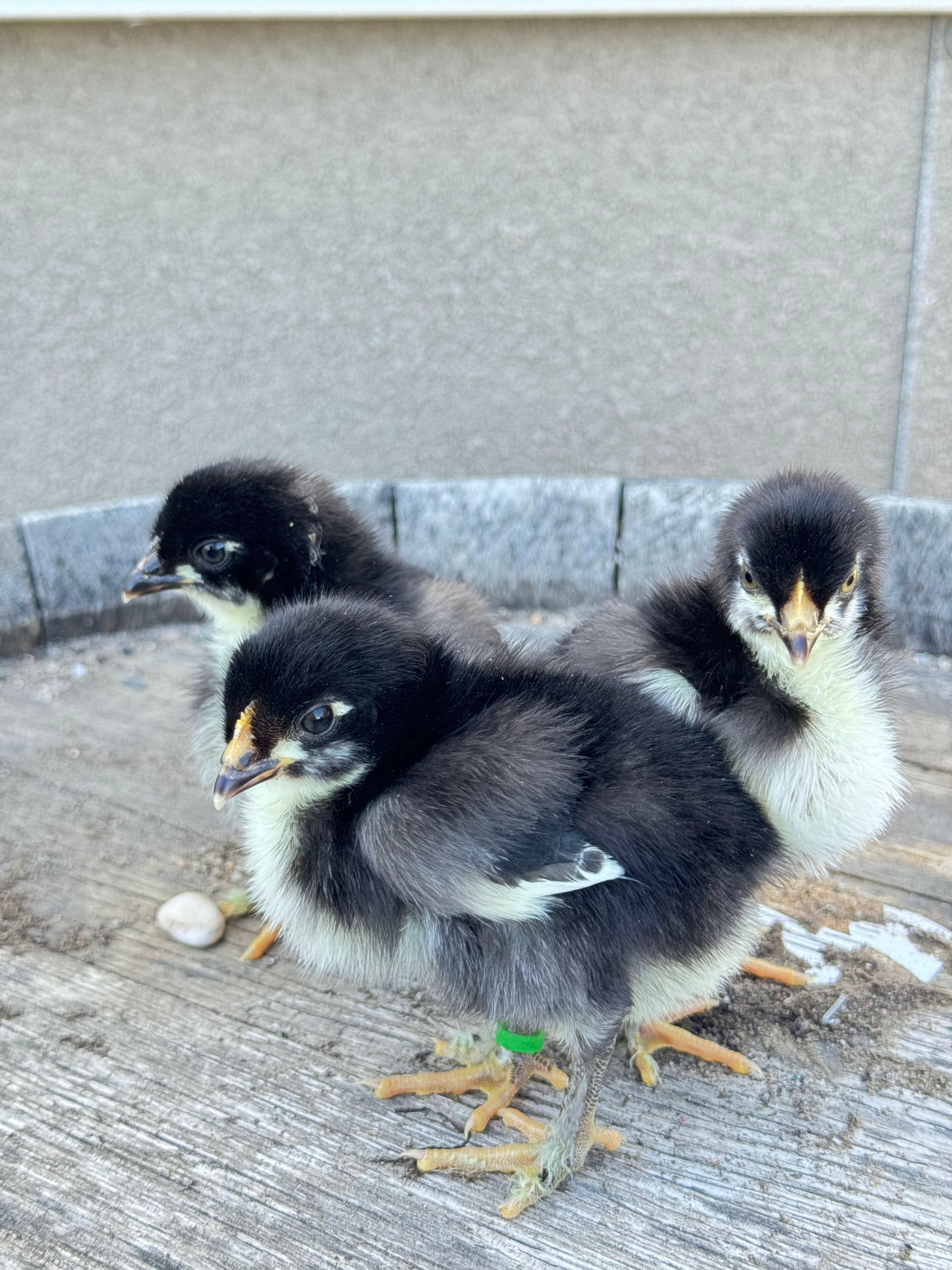 Black Copper Marans Chicks